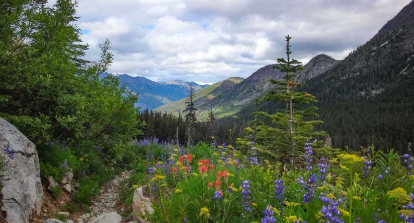 red, yellow and purple wildflowers appear close to the camera, with trees and green mountains in the distance